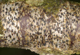 Image of dot lichen