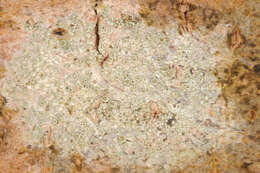 Image of rim lichen