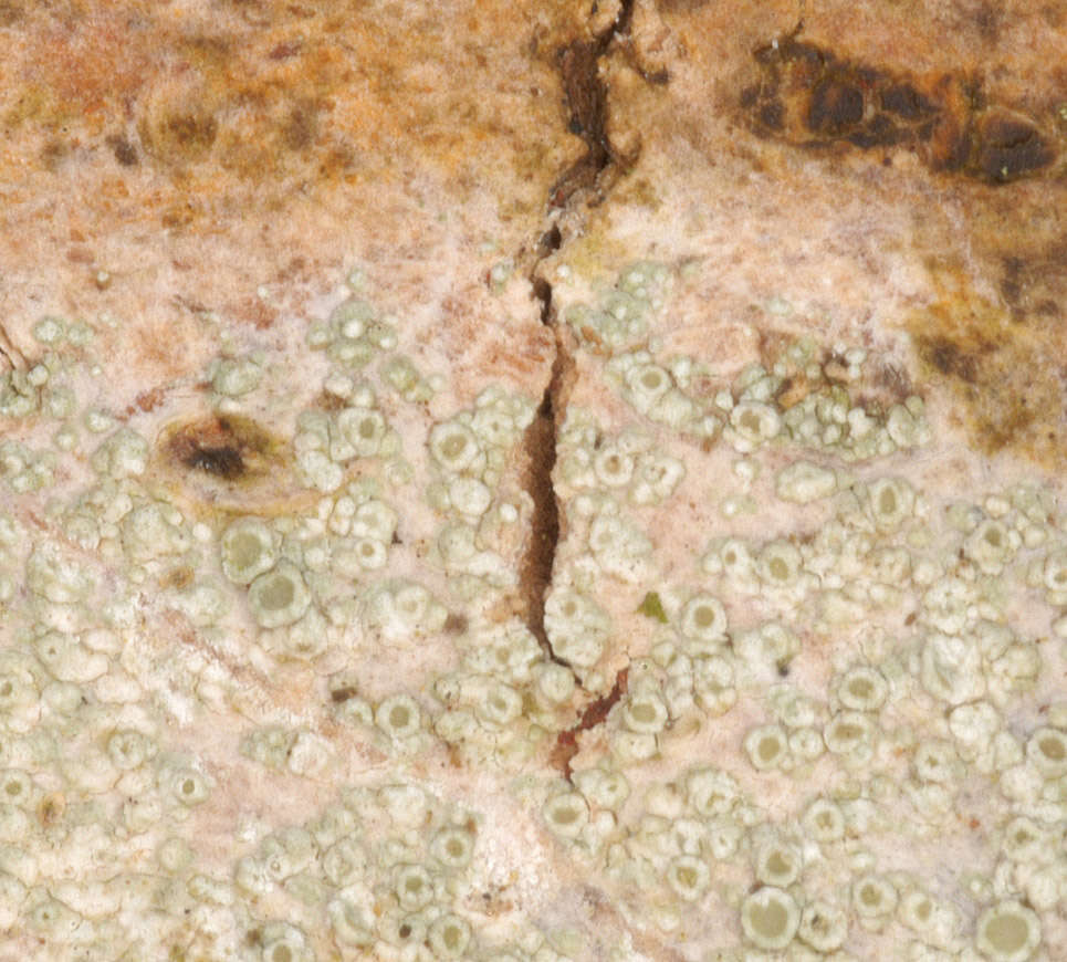 Image of rim lichen