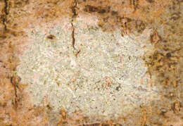 Image of rim lichen