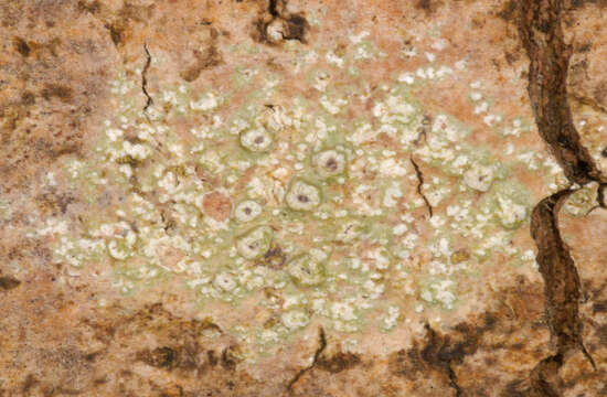 Image of pore lichen