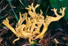 Image of Clavulinopsis corniculata (Schaeff.) Corner 1950