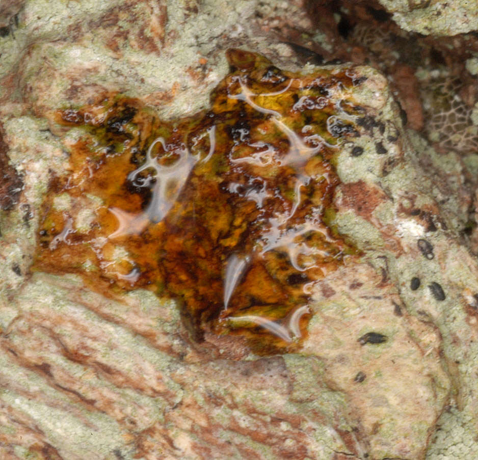 Image of blemished lichen