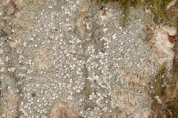 Image of old wood rimmed lichen