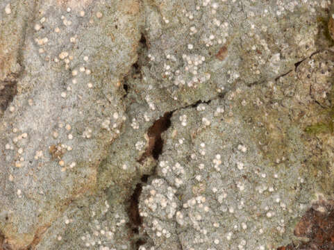 Image of old wood rimmed lichen