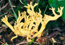 Image of Clavulinopsis corniculata (Schaeff.) Corner 1950