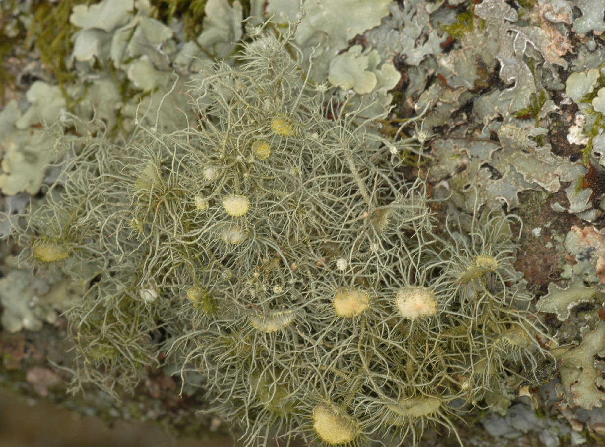 Plancia ëd Usnea florida (L.) Weber ex F. H. Wigg.