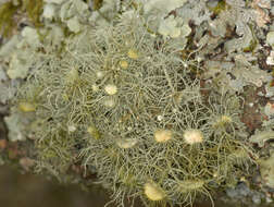 Image of Florida beard lichen