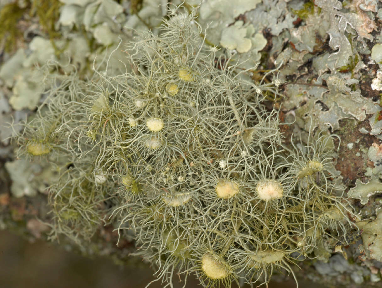 Plancia ëd Usnea florida (L.) Weber ex F. H. Wigg.