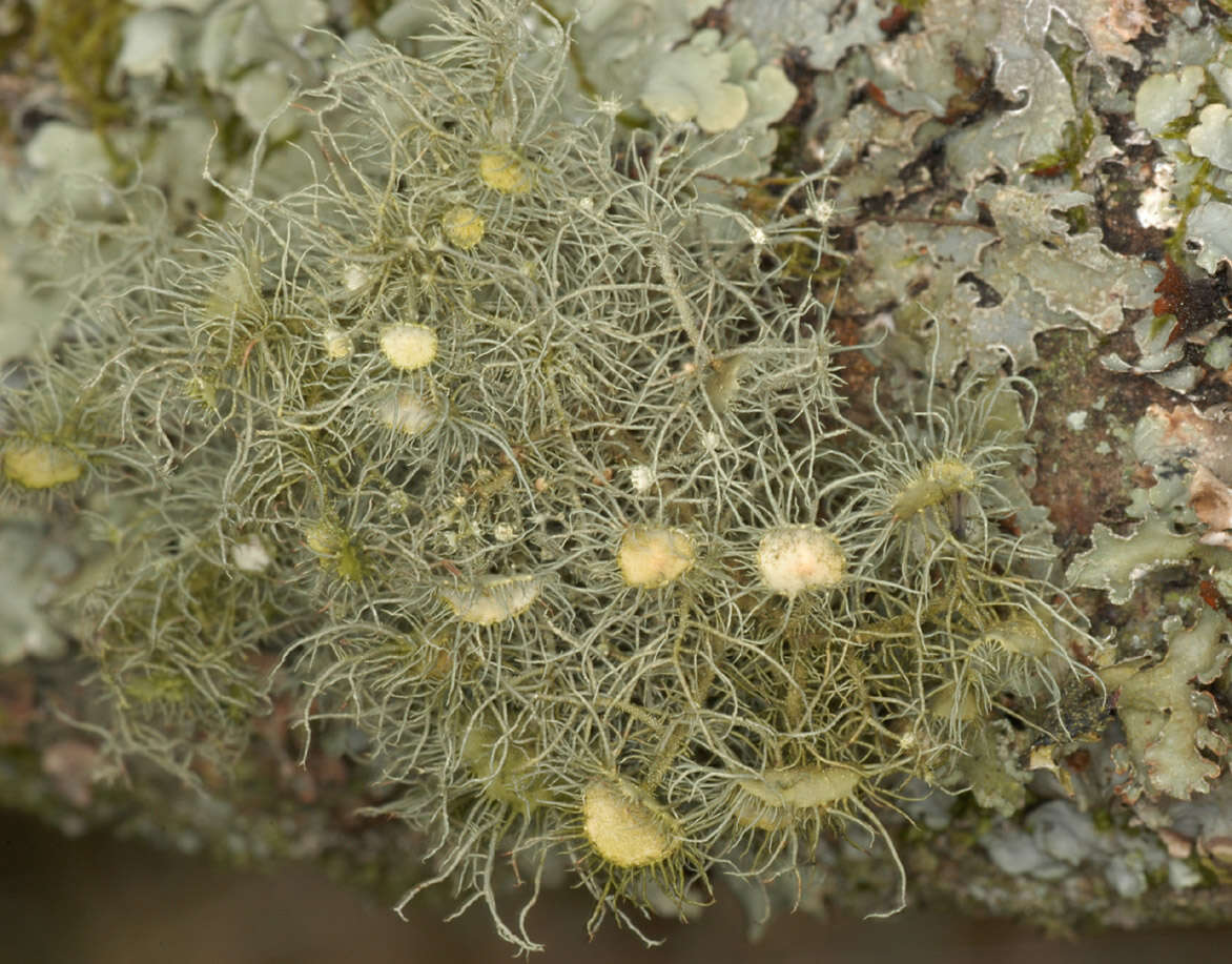 Plancia ëd Usnea florida (L.) Weber ex F. H. Wigg.