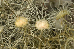 Image of Florida beard lichen