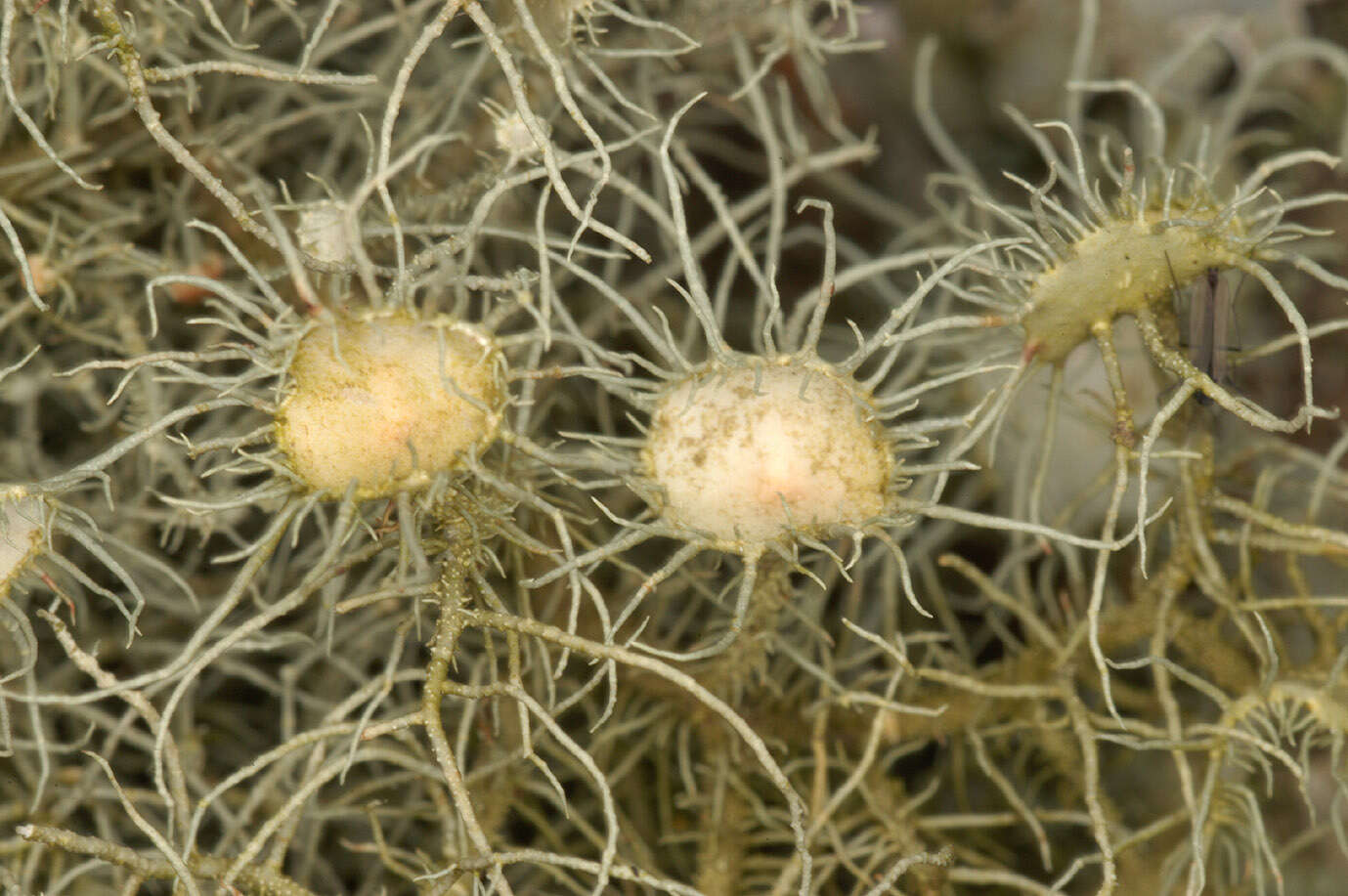 Plancia ëd Usnea florida (L.) Weber ex F. H. Wigg.