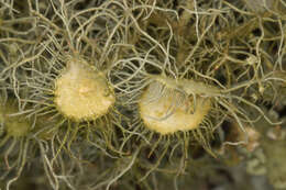 Plancia ëd Usnea florida (L.) Weber ex F. H. Wigg.