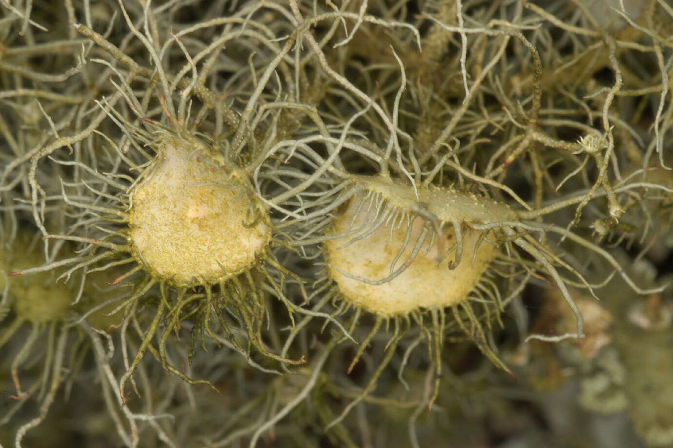 Image of Florida beard lichen