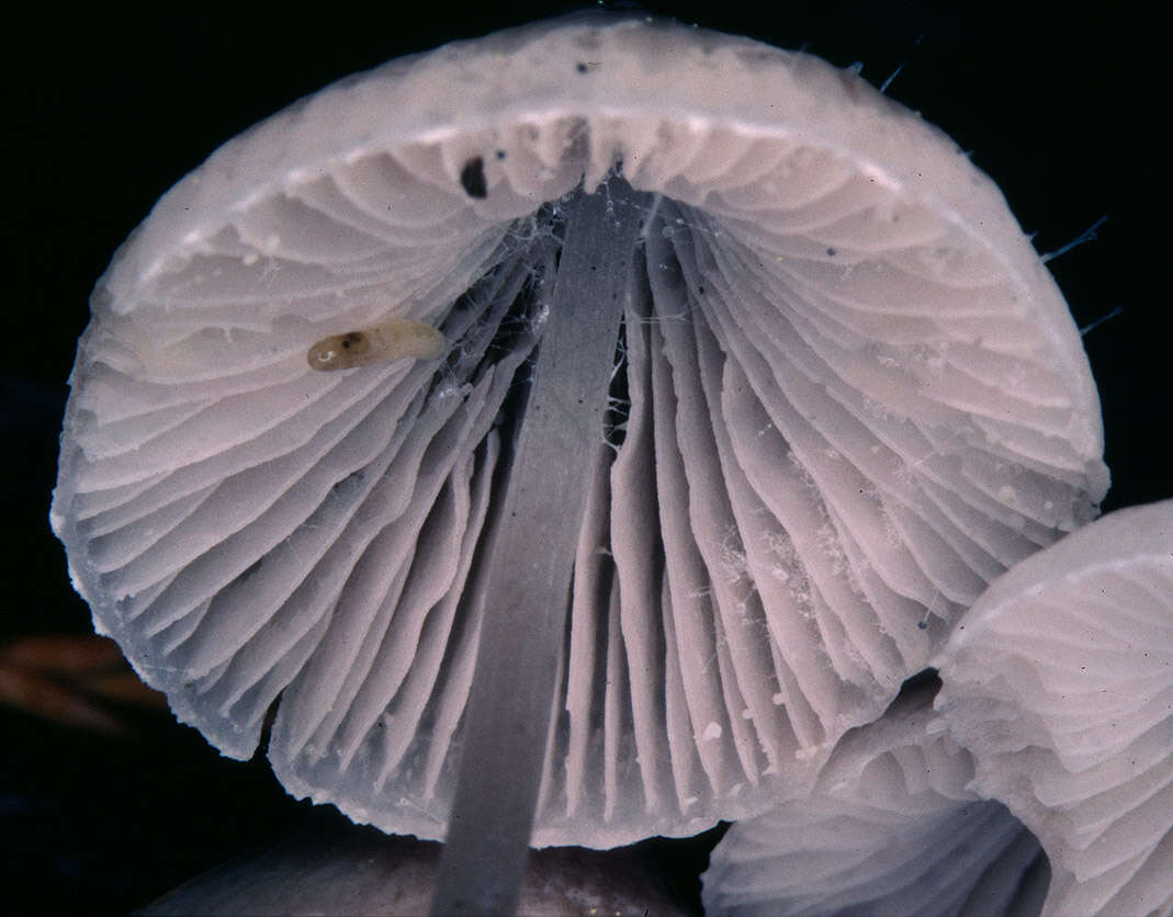 Image of Mycena filopes (Bull.) P. Kumm. 1871