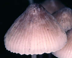 Image of Mycena filopes (Bull.) P. Kumm. 1871