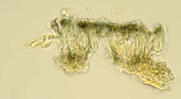 Arthonia radiata (Pers.) Ach.的圖片