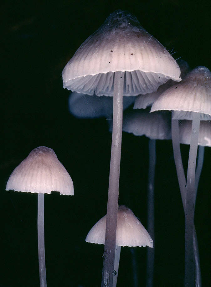 Image of Mycena filopes (Bull.) P. Kumm. 1871