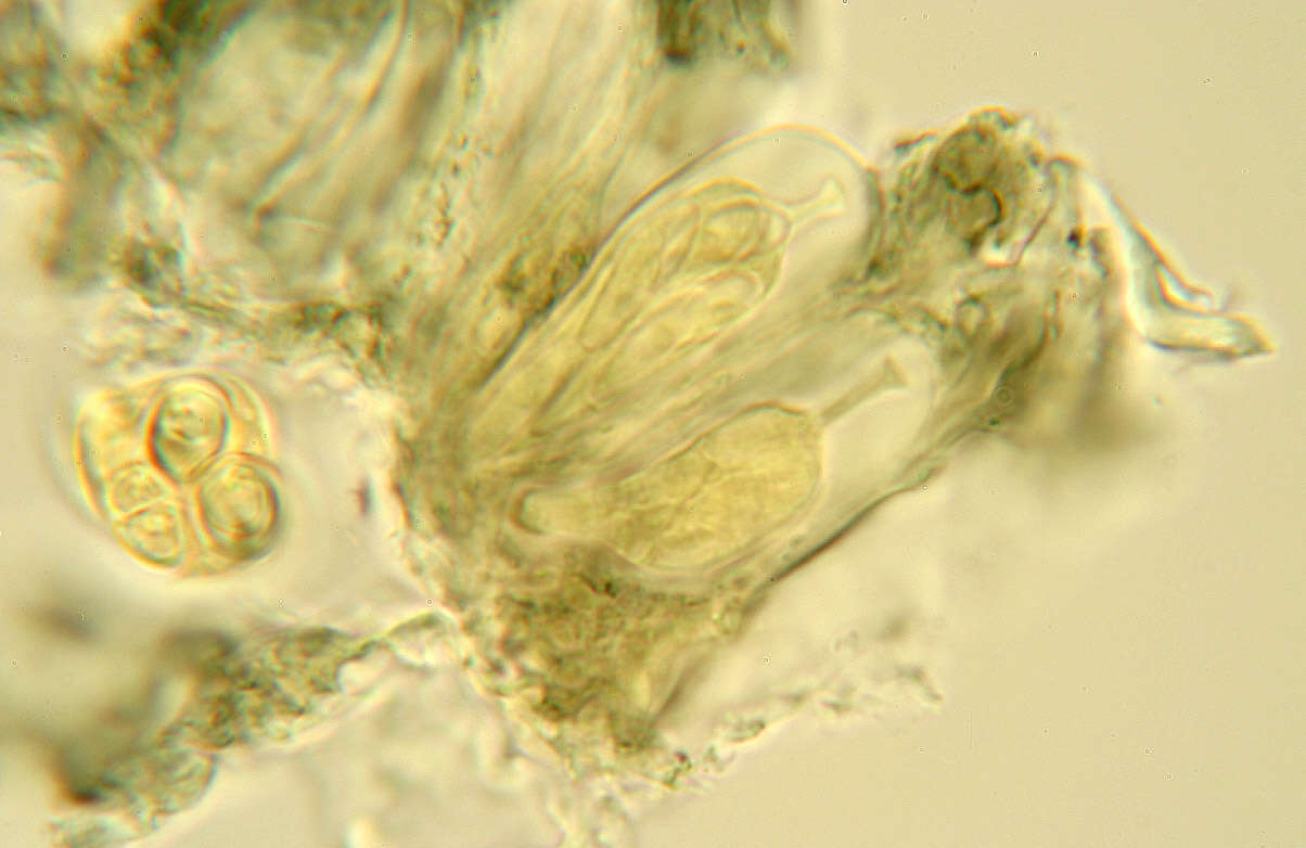 Image of dot lichen