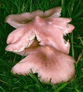 Image of Pink waxcap