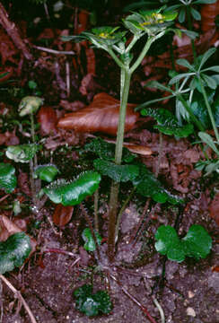 Plancia ëd Chrysosplenium alternifolium L.