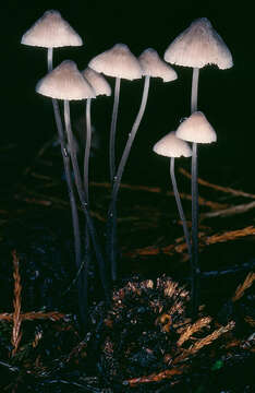 Image of Mycena filopes (Bull.) P. Kumm. 1871