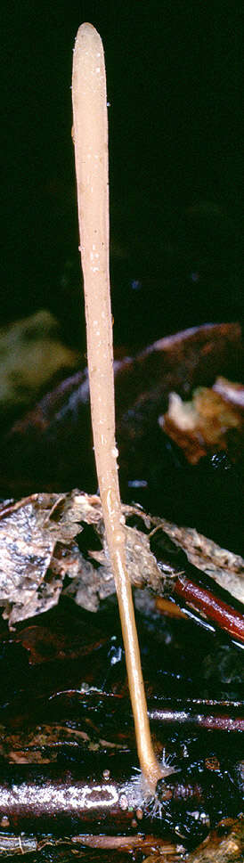 Image of Typhula fistulosa (Holmsk.) Olariaga 2013