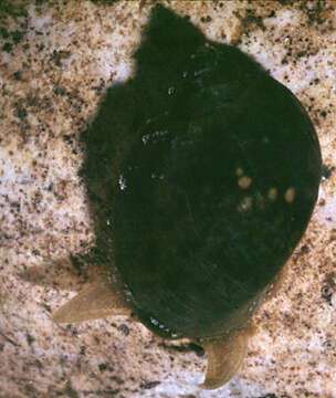 Image of Ampullaceana Servain 1882