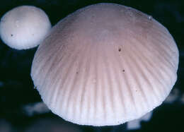 Image of Late-season bonnet