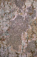 Image of elegant script lichen
