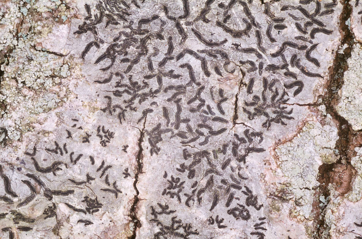 Image of elegant script lichen