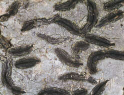 Sivun Graphis elegans (Borrer ex Sm.) Ach. kuva