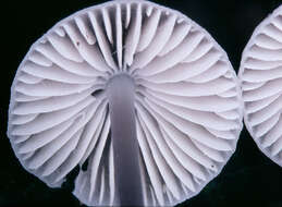 Image of Late-season bonnet