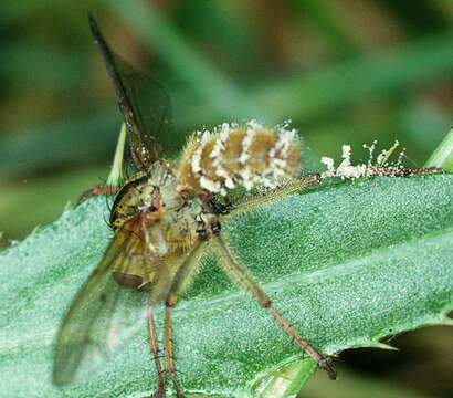 Image of Entomophthora scatophaga Giard 1888