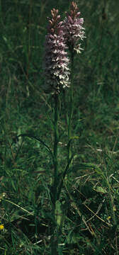 Image of Common spotted orchid