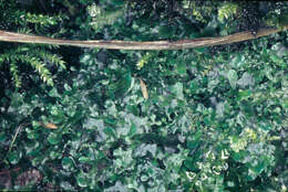 Image of Pelliidae