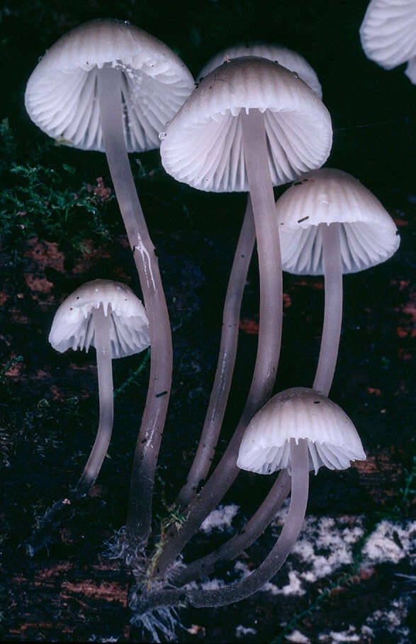 Image of Late-season bonnet