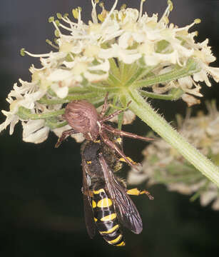 Image of common crab spider