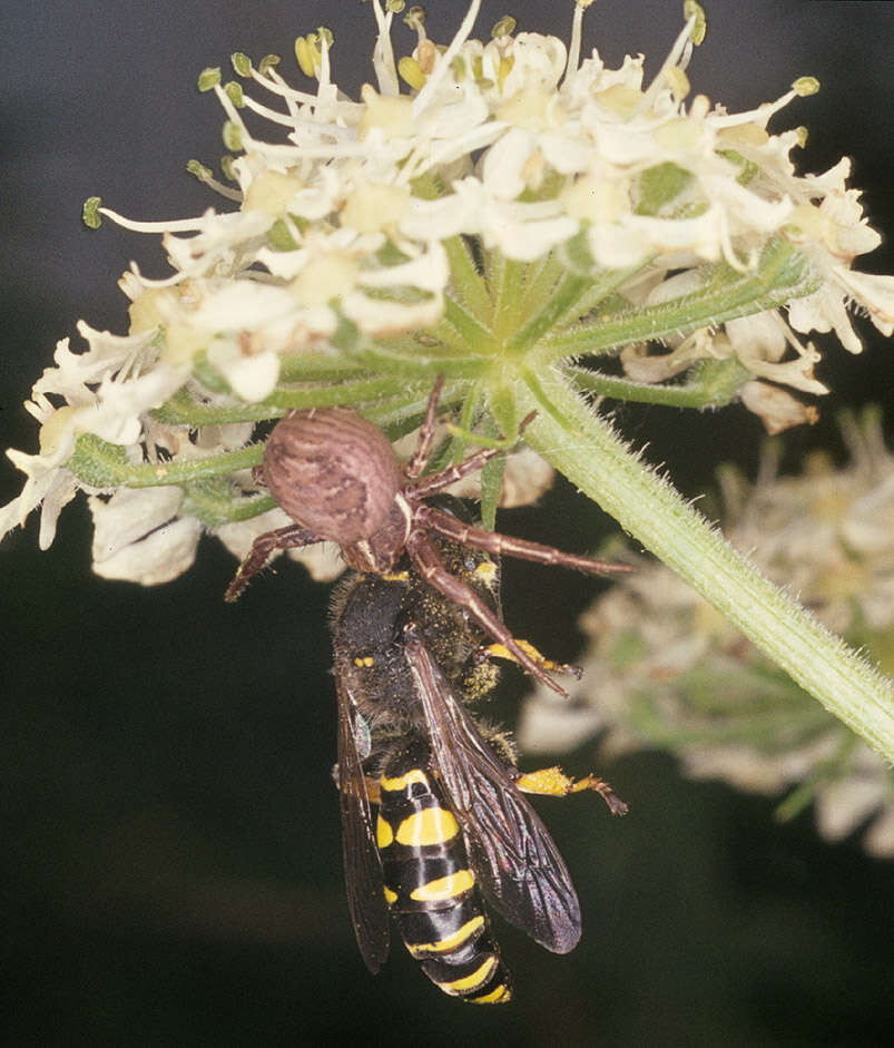 Image of Crabro cribrarius (Linnaeus 1758)