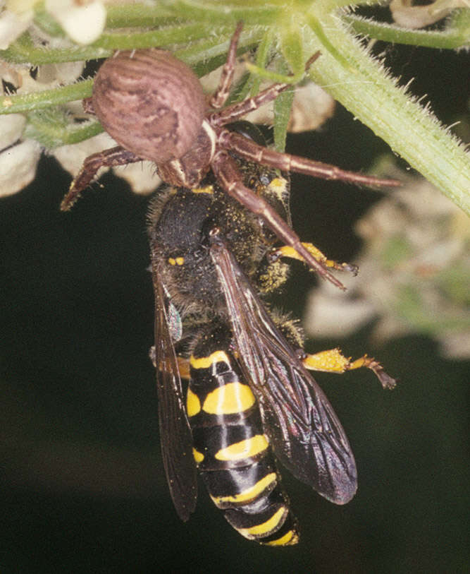 Image of common crab spider