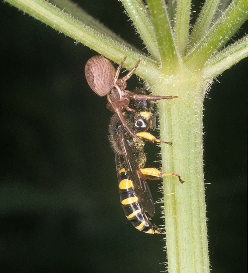 Image of Crabro cribrarius (Linnaeus 1758)