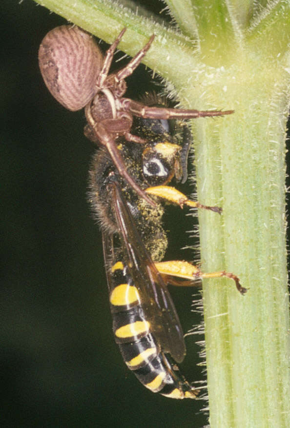 Image of common crab spider