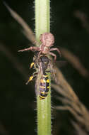 Image of common crab spider