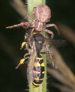 Image of common crab spider