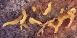 Imagem de Calocera cornea (Batsch) Fr. 1827