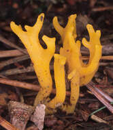 Imagem de Calocera viscosa (Pers.) Fr. 1821