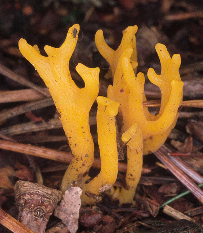 Imagem de Calocera viscosa (Pers.) Fr. 1821