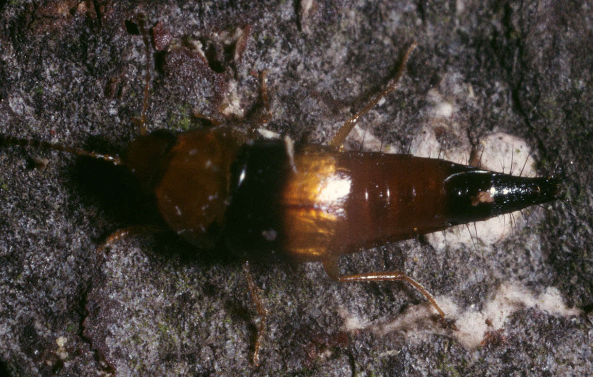 Image of Tachyporus obtusus (Linnaeus 1767)