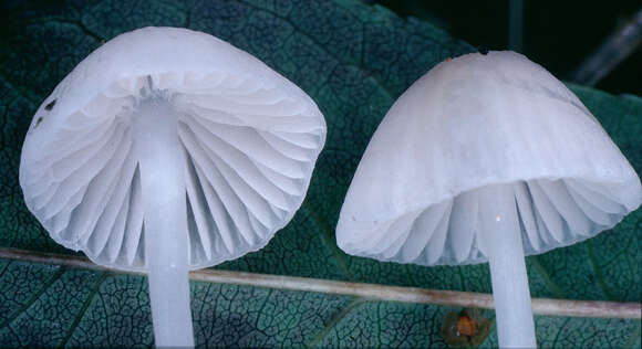 Image of Milk-drop mycena