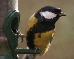 Image of Great Tit